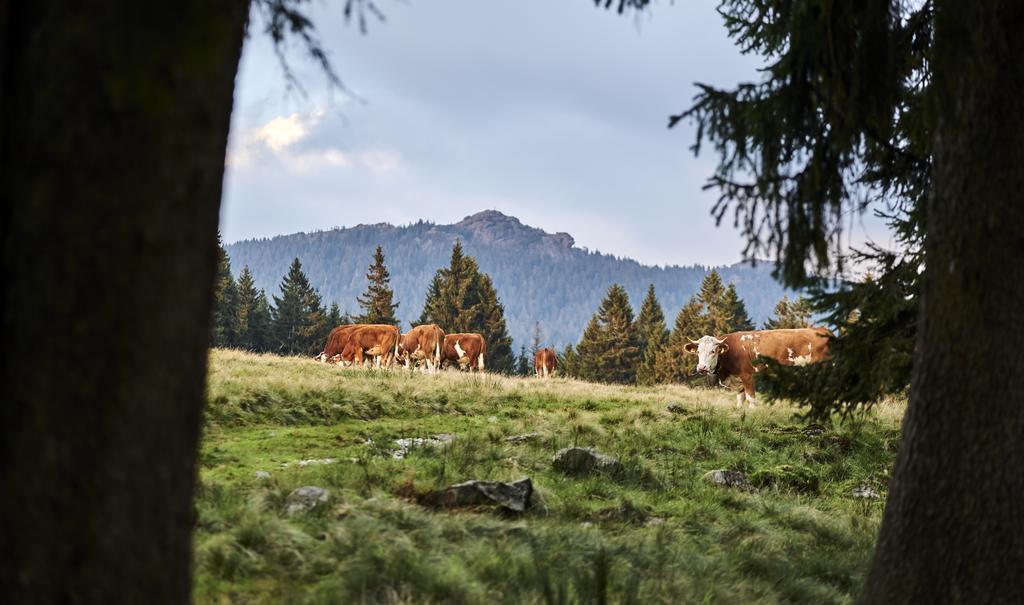 Rehwinkel Hotel Bodenmais Luaran gambar